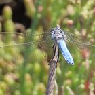 Orthetrum brunneum