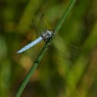 Orthetrum brunneum