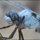 Orthetrum Brunneum