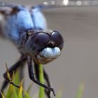 Orthetrum brunneum