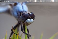 Orthetrum brunneum