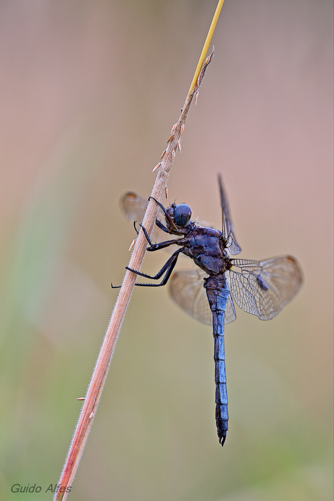 Orthetrum brunneum