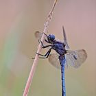 Orthetrum brunneum