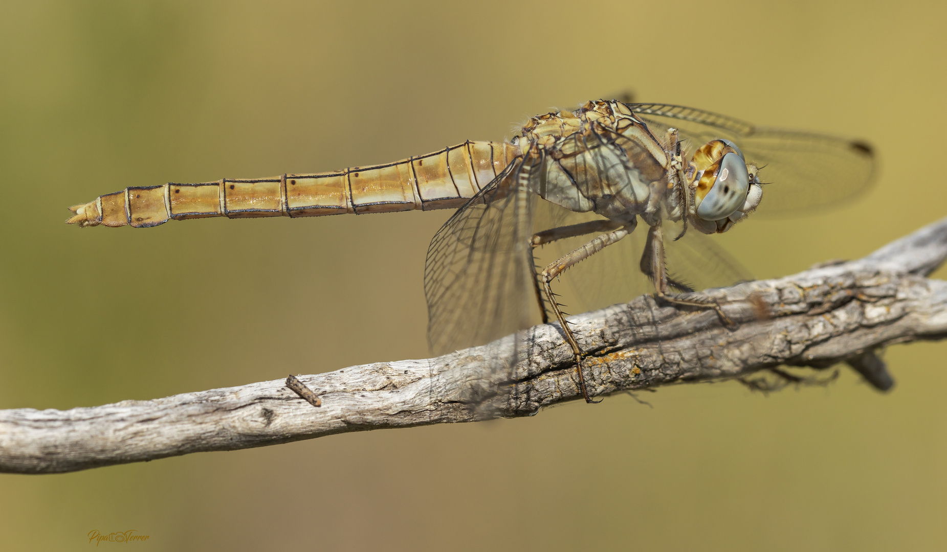 Orthetrum brunneum