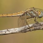 Orthetrum brunneum