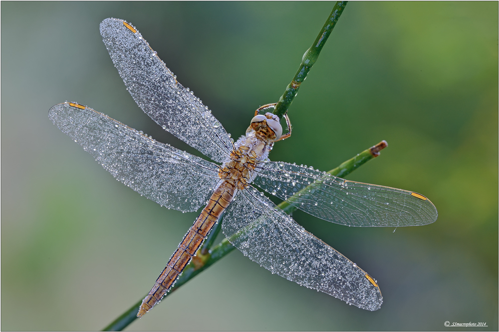 Orthetrum brunneum ali aperte