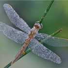 Orthetrum brunneum ali aperte