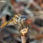 Orthetrum brunneum