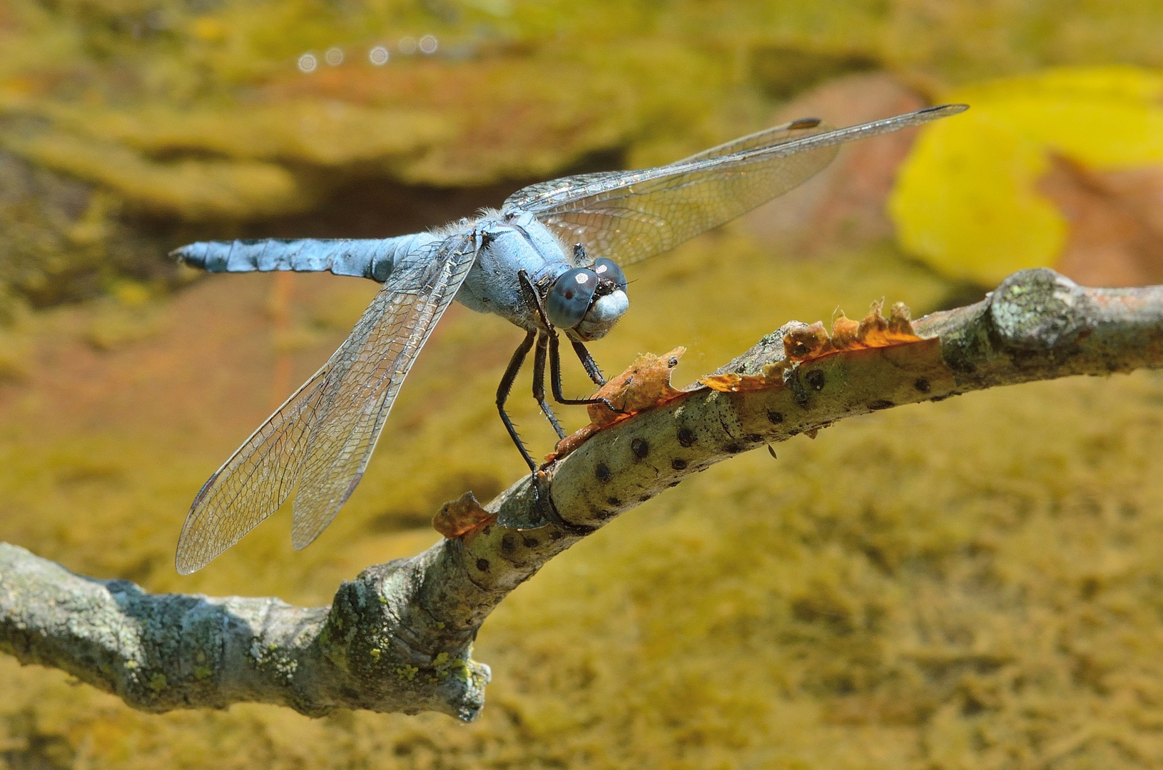 Orthetrum-Brunneum