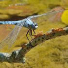 Orthetrum-Brunneum