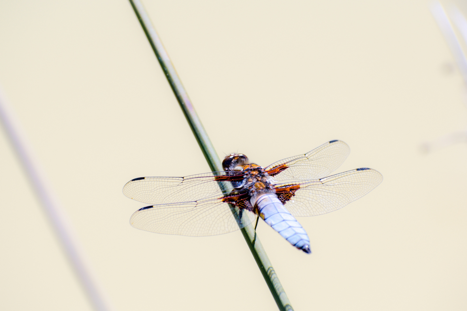 Orthetrum brunneum