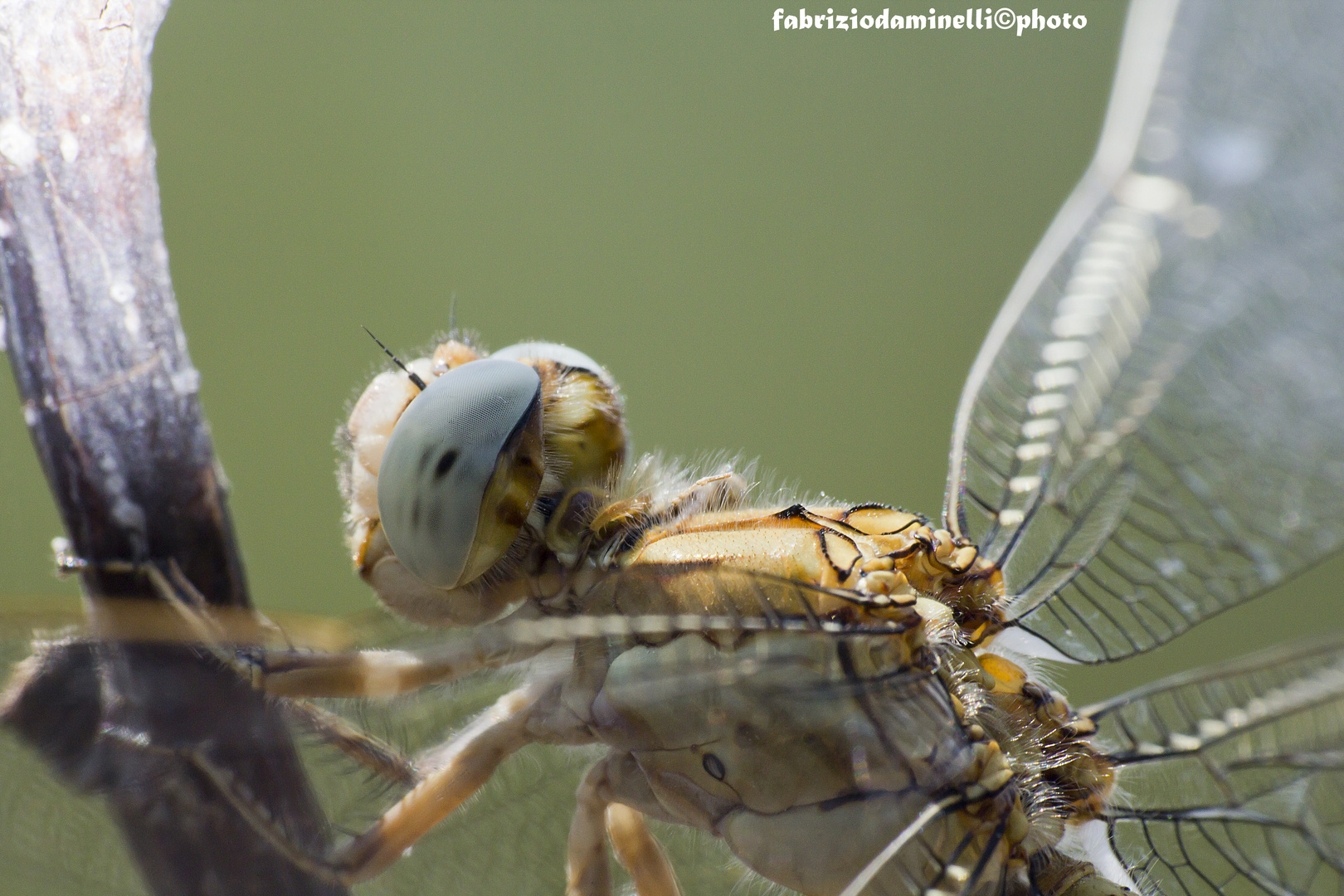 Orthetrum brunneum