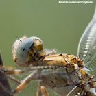 Orthetrum brunneum