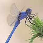 Orthetrum brunneum