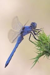 Orthetrum brunneum