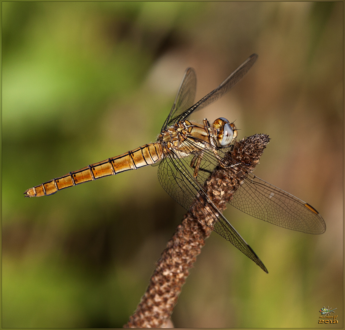 Orthetrum brunneum FEMMINA (Fonscolombe, 1837)