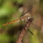 Orthetrum brunneum FEMMINA (Fonscolombe, 1837)