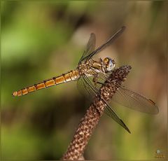 Orthetrum brunneum FEMMINA (Fonscolombe, 1837)