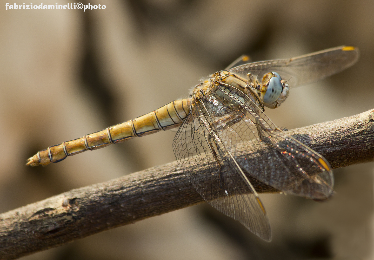 Orthetrum brunneum Fonscolombe 1837