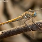 Orthetrum brunneum Fonscolombe 1837