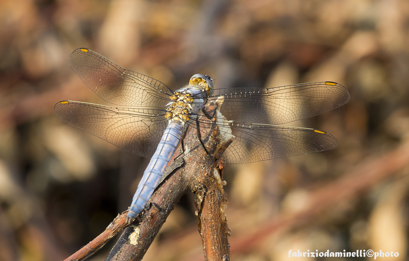 Orthetrum brunneum (Fonscolombe 1837)