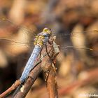 Orthetrum brunneum (Fonscolombe 1837)