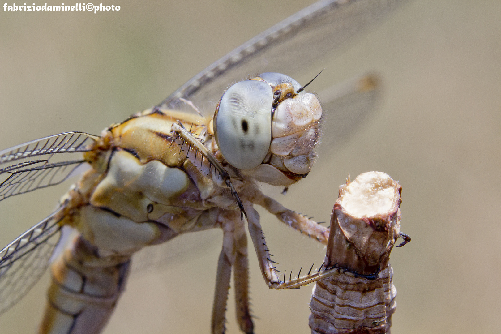 Orthetrum brunneum (Fonscolombe 1837)