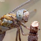 Orthetrum brunneum (Fonscolombe 1837)