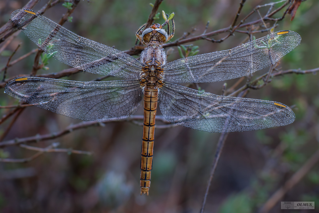 Orthetrum brunneum I