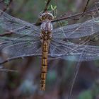 Orthetrum brunneum I