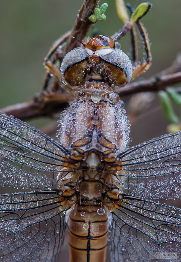 Orthetrum brunneum II