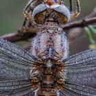 Orthetrum brunneum II