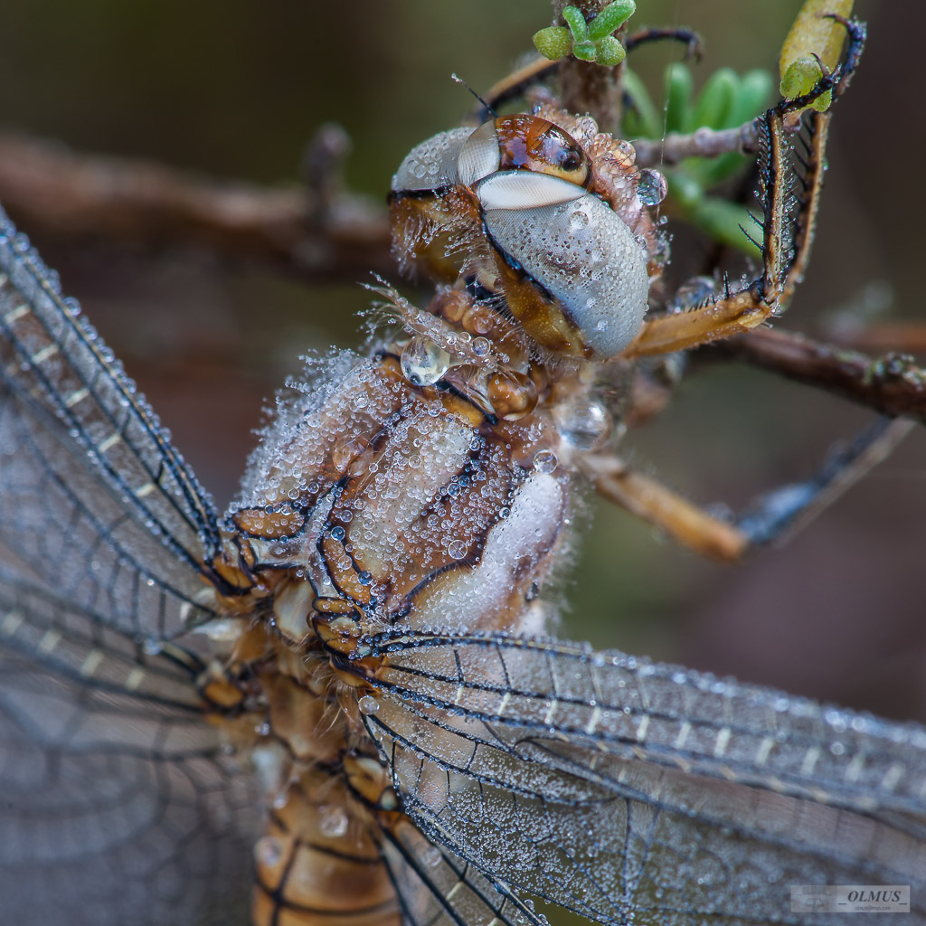 Orthetrum brunneum III