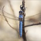 Orthetrum brunneum MASCHIO (Fonscolombe, 1837)