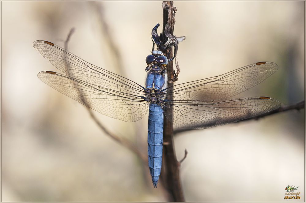 Orthetrum brunneum MASCHIO (Fonscolombe, 1837)