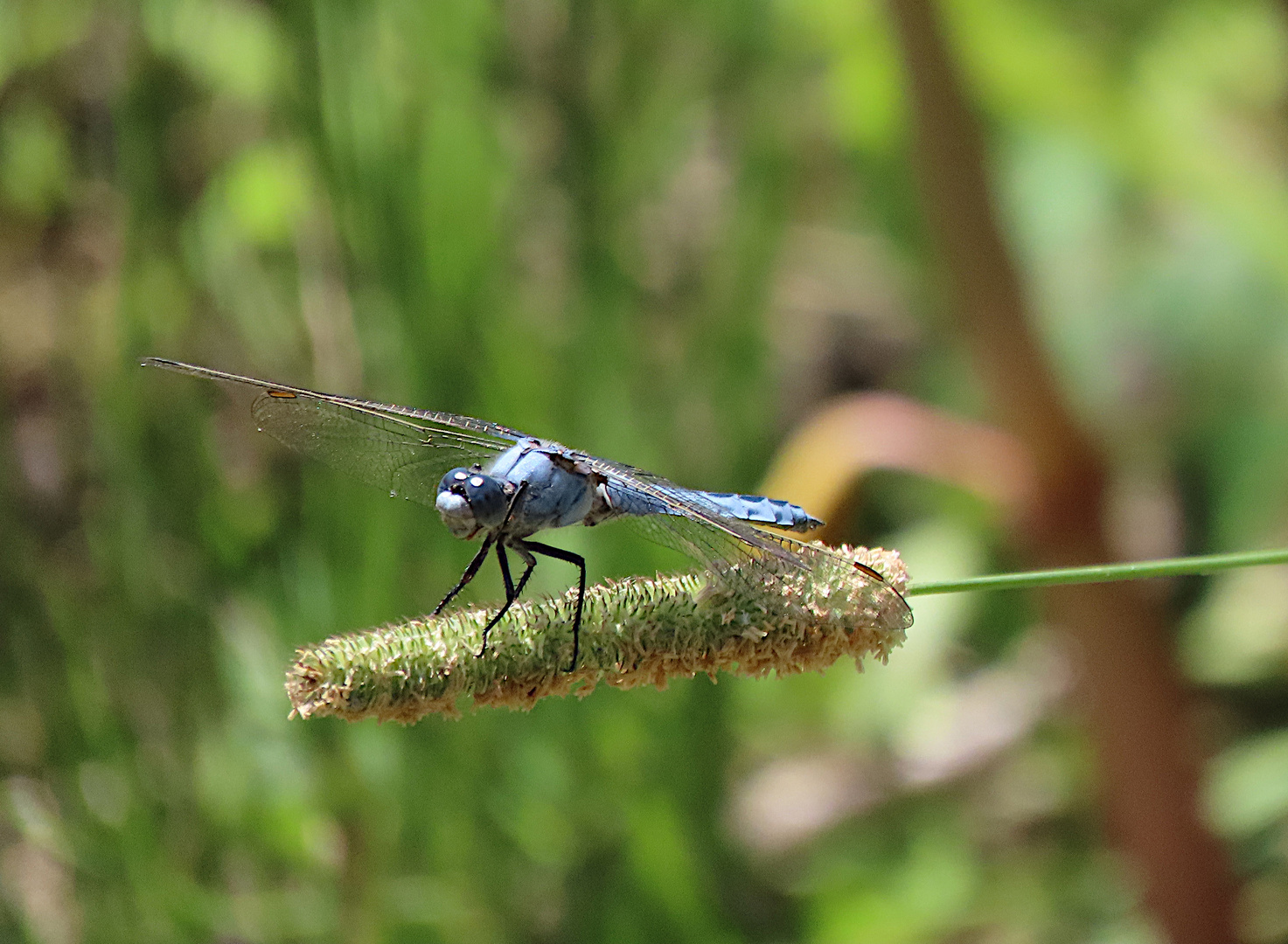 Orthetrum brunneum (Südlicher Blaupfeil)