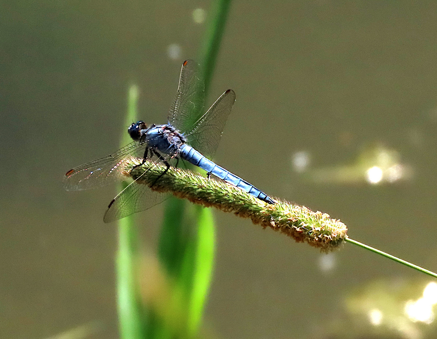 Orthetrum brunneum (Südlicher Blaupfeil)