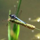 Orthetrum brunneum (Südlicher Blaupfeil)