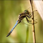 Orthetrum cancellatum