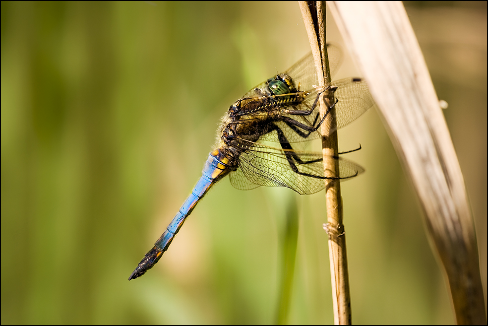 Orthetrum cancellatum