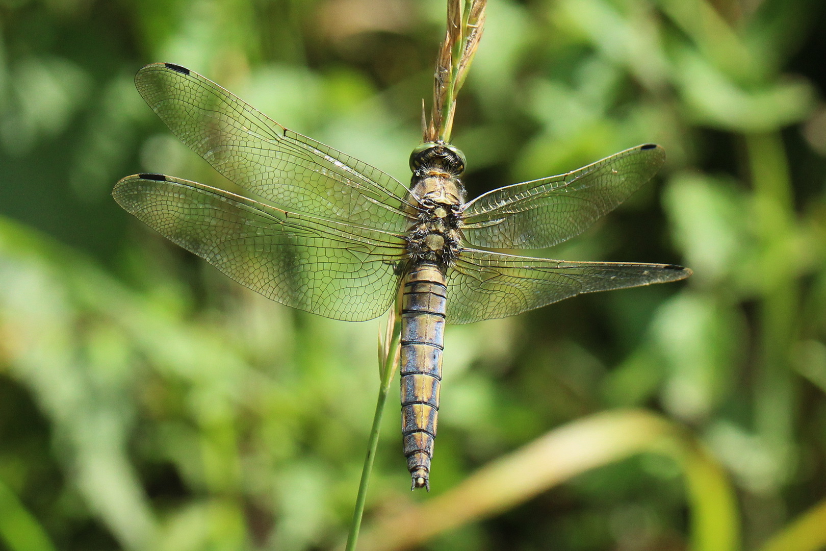 Orthetrum cancellatum