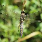 Orthetrum cancellatum