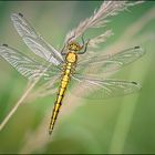 Orthetrum cancellatum