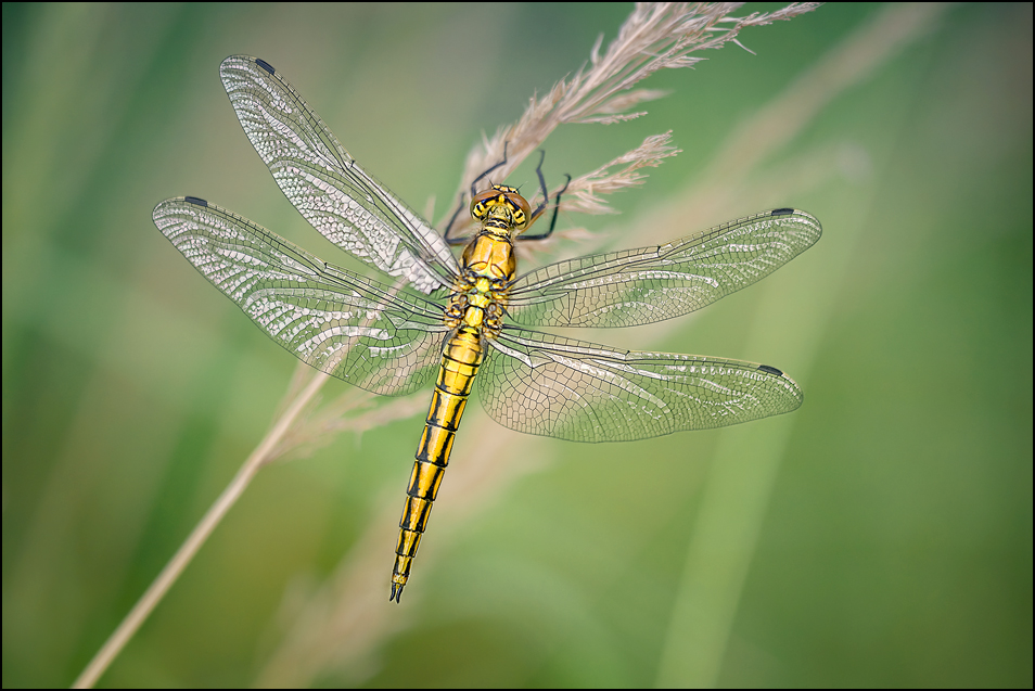 Orthetrum cancellatum