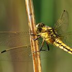 Orthetrum cancellatum 2 (großer Blaupfleil, Weibchen)