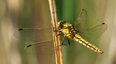 Orthetrum cancellatum 2 (großer Blaupfleil, Weibchen)