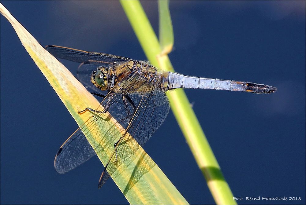 Orthetrum cancellatum ....