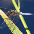 Orthetrum cancellatum ....