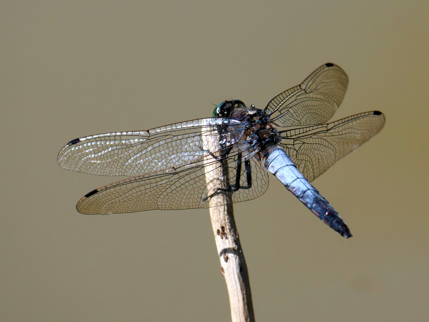 Orthetrum cancellatum