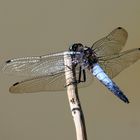 Orthetrum cancellatum